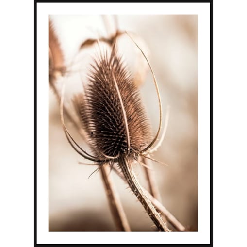 Poster Story, Plakat, Obraz - Oset, wymiary 60 x 84 cm