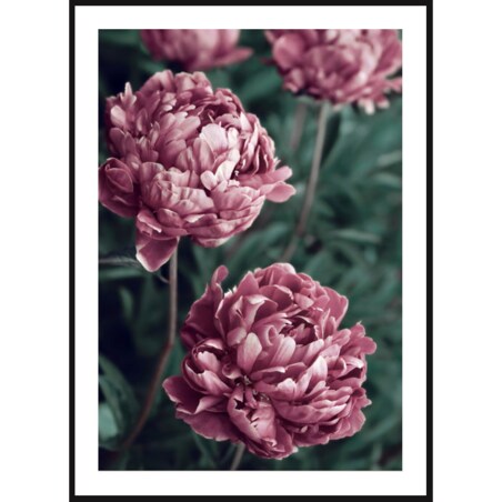 Poster Story, Plakat, Obraz - Fioletowe Piwonie, wymiary 30 x 42 cm