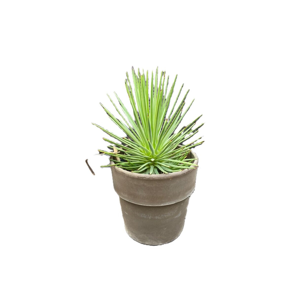 Agave nana – doniczka terakota Ø 15 cm – wys. 25 cm