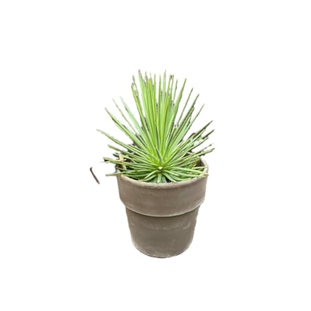 Agave nana – doniczka terakota Ø 15 cm – wys. 25 cm