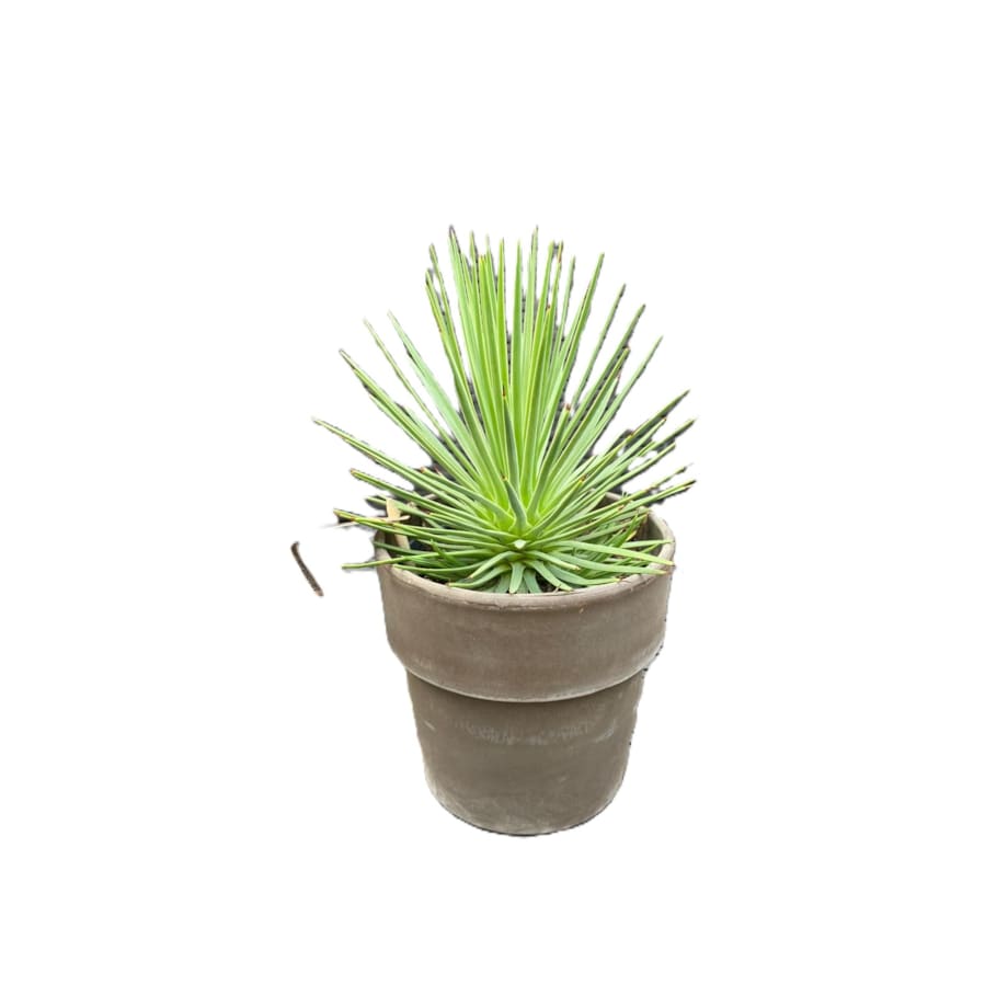 Agave nana – doniczka terakota Ø 15 cm – wys. 25 cm