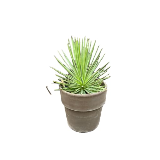 Agave nana – doniczka terakota Ø 15 cm – wys. 25 cm