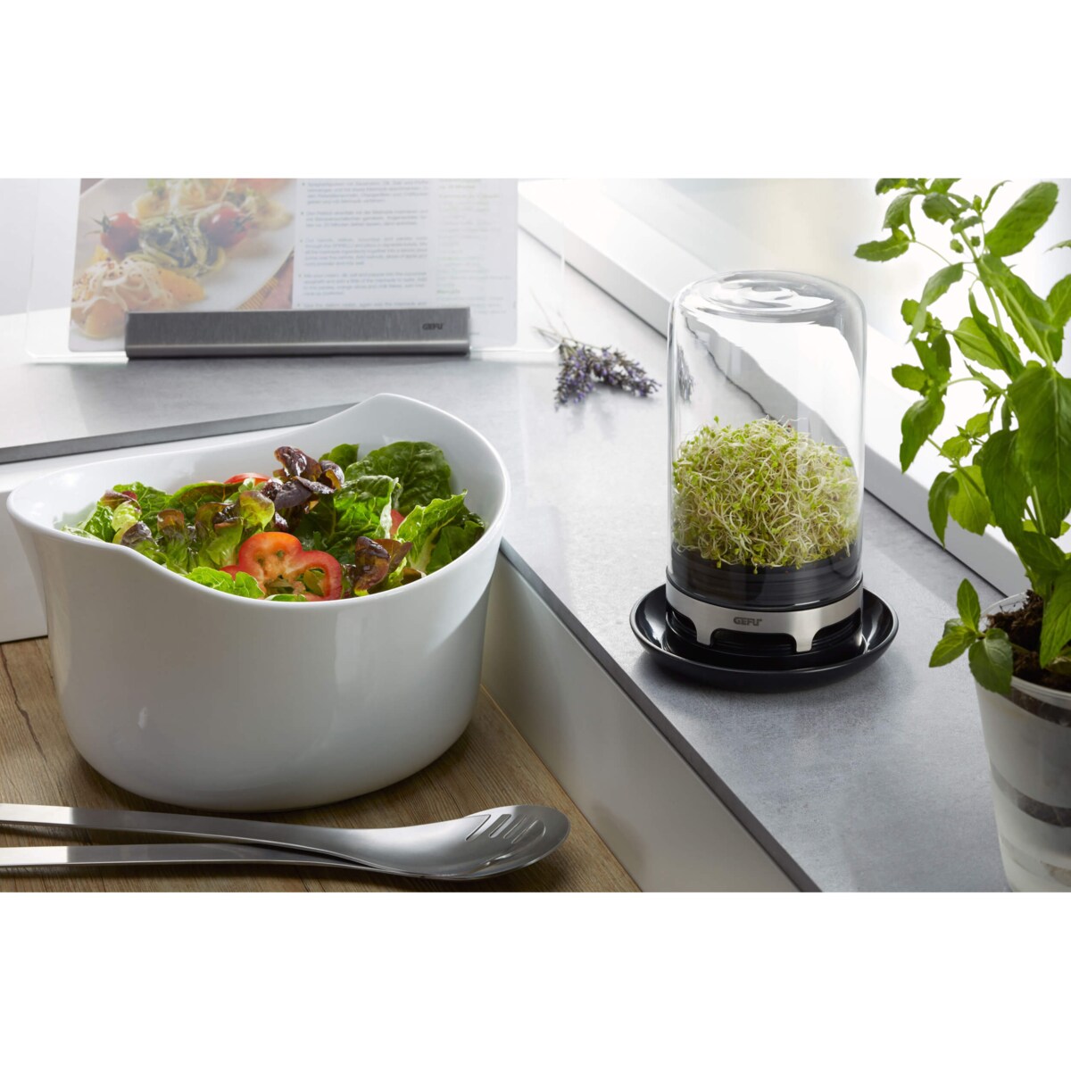 Kiełkownica ze szklaną kopuła, naczynie ze szkła do hodowania kiełków