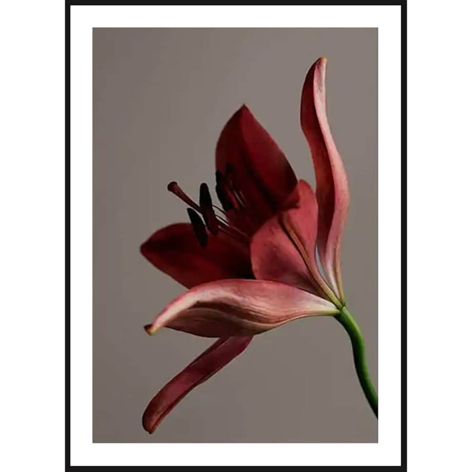 Poster Story, Plakat, Obraz - Czerwony Kwiat, wymiary 30 x 42 cm