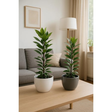 Ficus cyathistipula Compacta| Doniczka Ø 17 cm | Wysokość ok. 70 cm