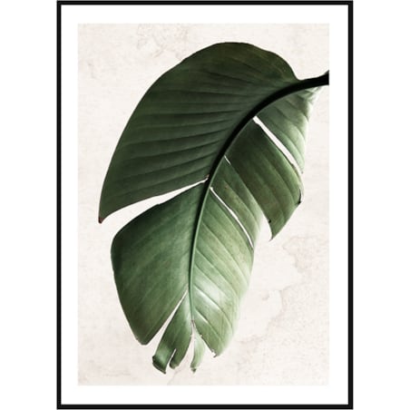 Poster Story, Plakat, Obraz - Zielony Liść Strelitzii, wymiary 50 x 70 cm
