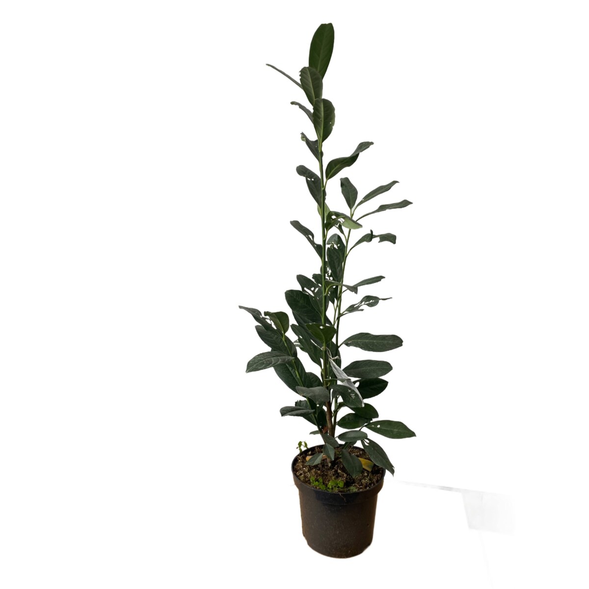 Laurowiśnia Prunus ‘Elly’ Doniczka Ø 19 cm – Wysokość ok. 110 cm