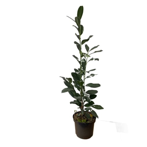 Laurowiśnia Prunus ‘Elly’ Doniczka Ø 19 cm – Wysokość ok. 110 cm