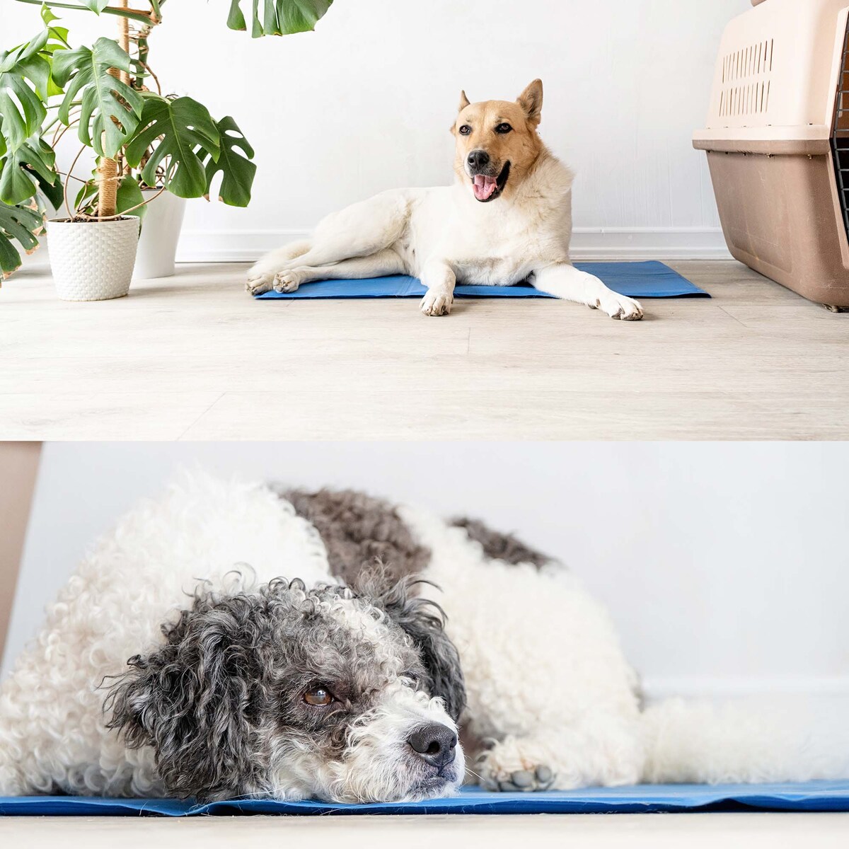 Mata Chłodząca Dla Psa Kota Duża Żelowa Polska Wodoodporna 40X50 Cm