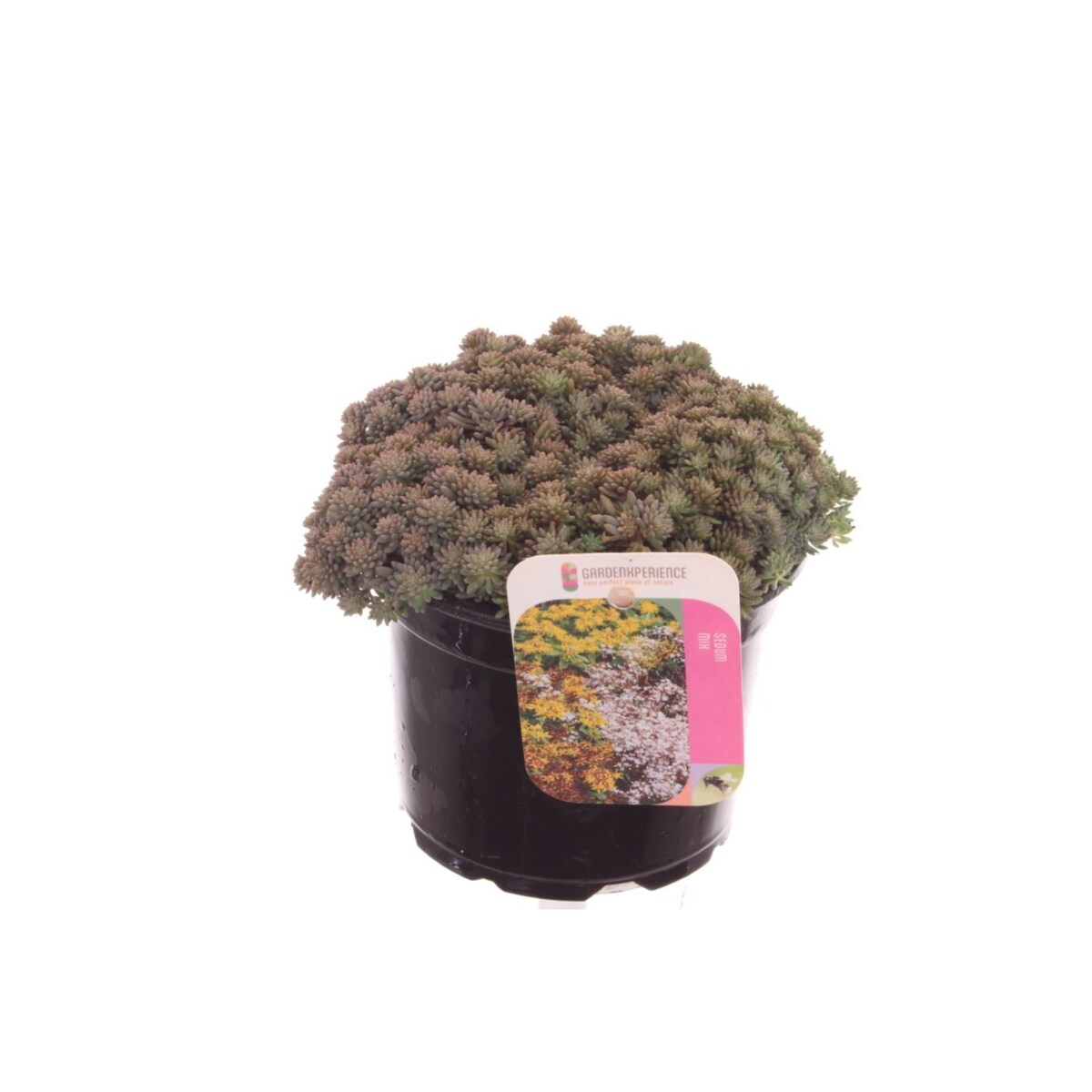 Rozchodnik ogrodowy  -Sedum nevii Silver Frost doniczka 13cm wysokość 20cm