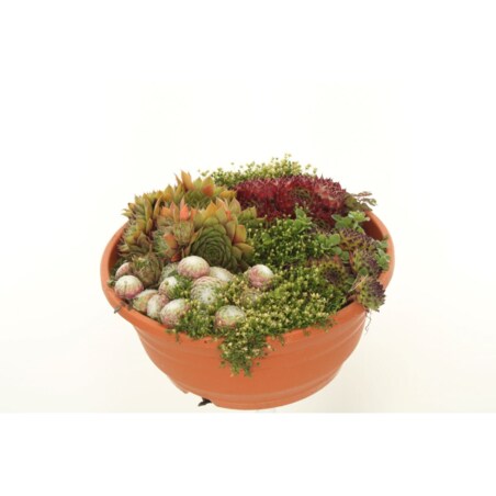 Kompozycja ROJNIK| Sempervivum XXL doniczka rozmiar 21cm wysokość 20cm