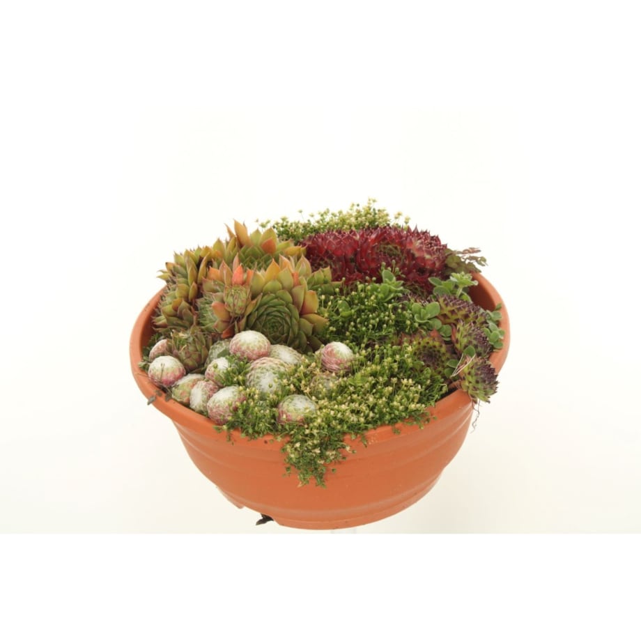 Kompozycja ROJNIK| Sempervivum XXL doniczka rozmiar 21cm wysokość 20cm