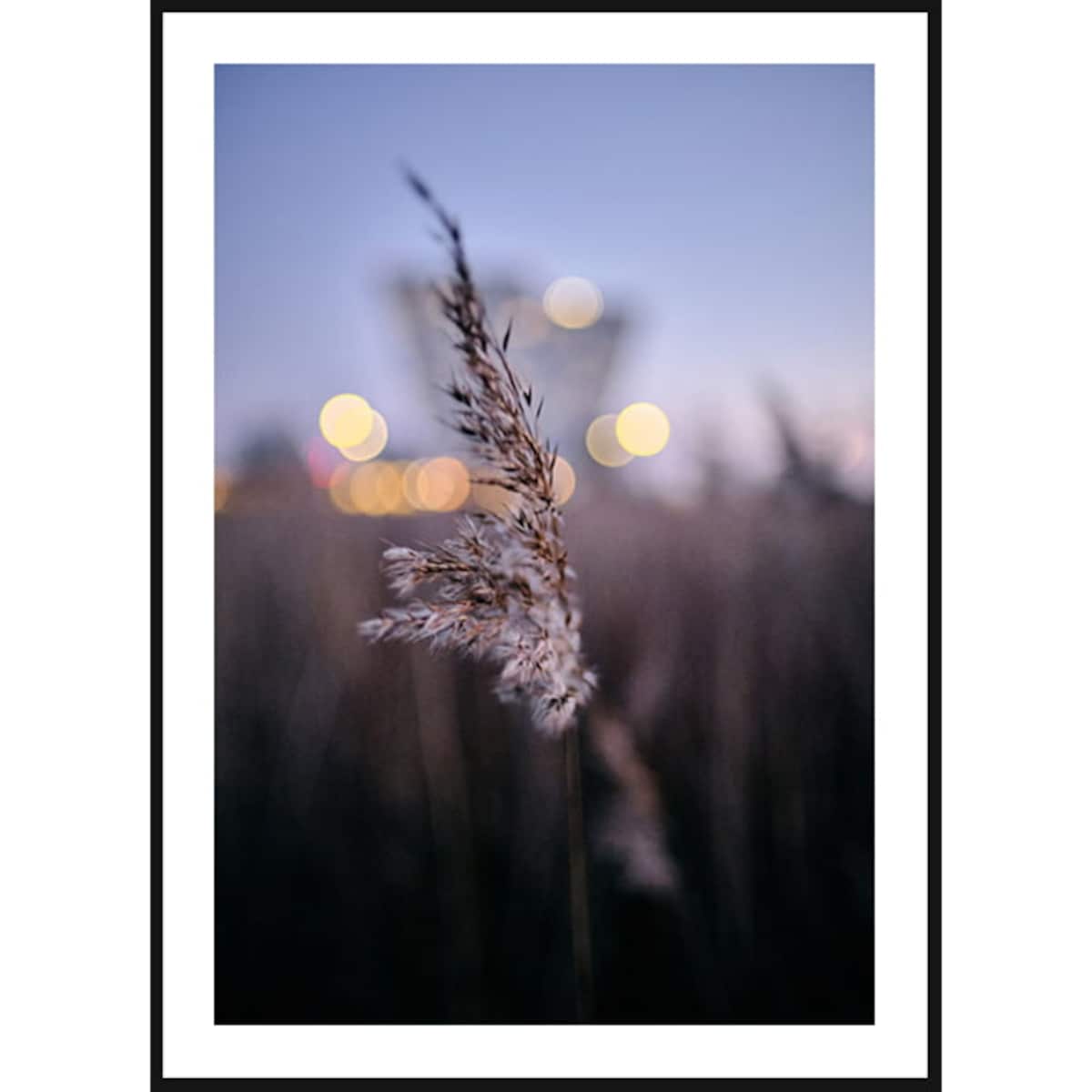 Poster Story, Plakat, Obraz - Pojedyncza Suszona Trawa, wymiary 50 x 70 cm