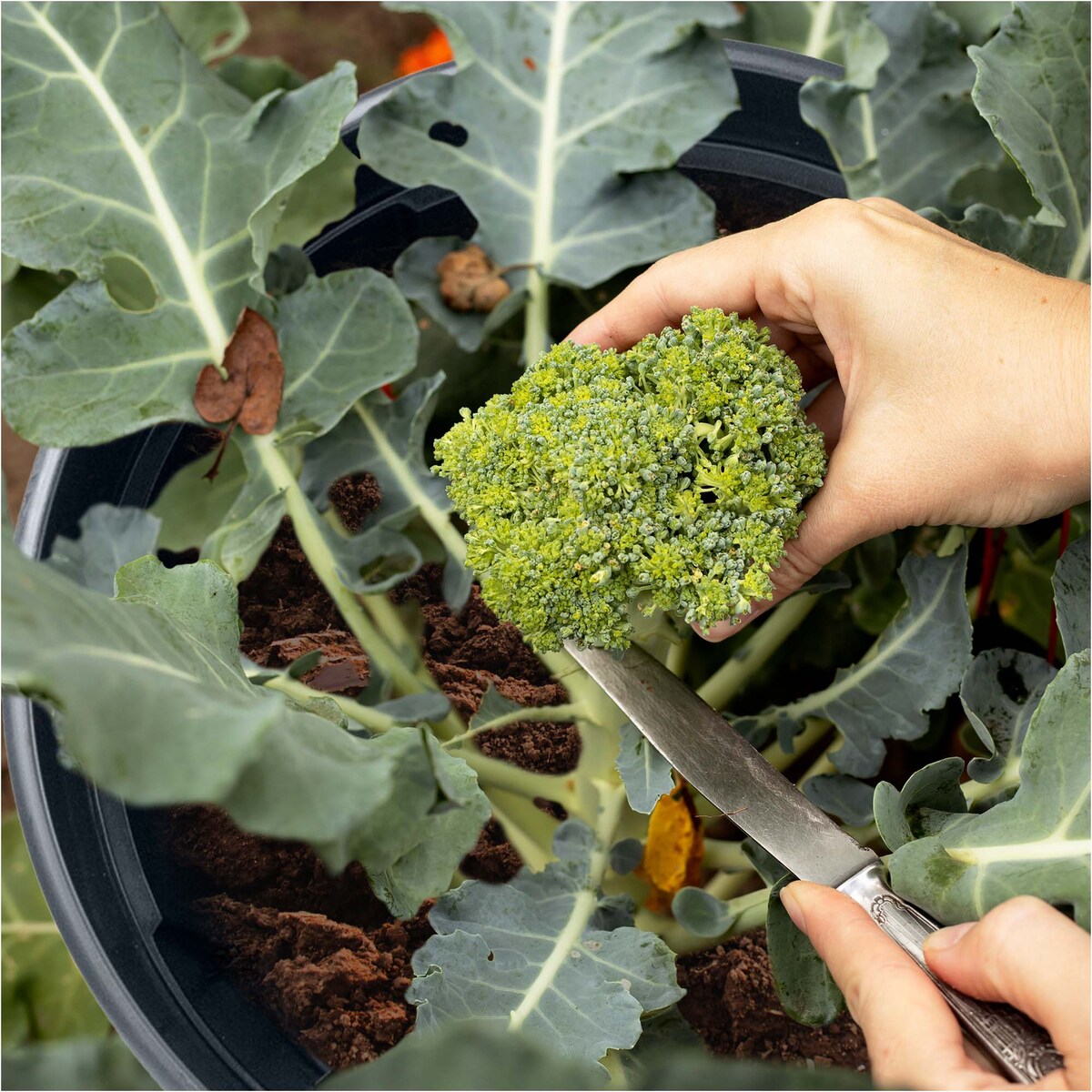 Doniczka Donica Do Sadzenia Ziemniaków Uprawy Warzyw 29,5 Cm