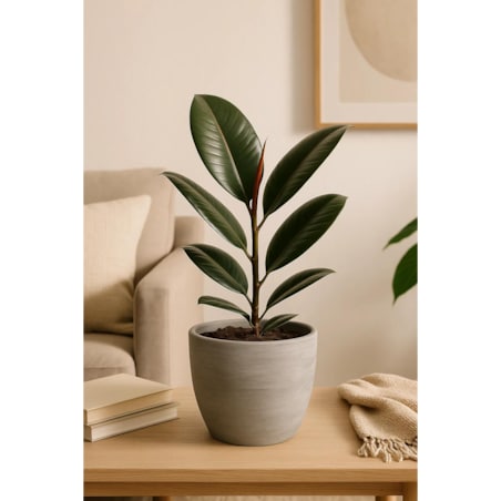 Ficus elastica Robusta| Doniczka Ø 14 cm | Wysokość ok. 40 cm
