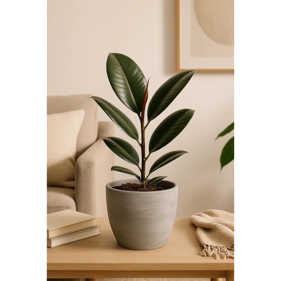 Ficus elastica Robusta| Doniczka Ø 14 cm | Wysokość ok. 40 cm