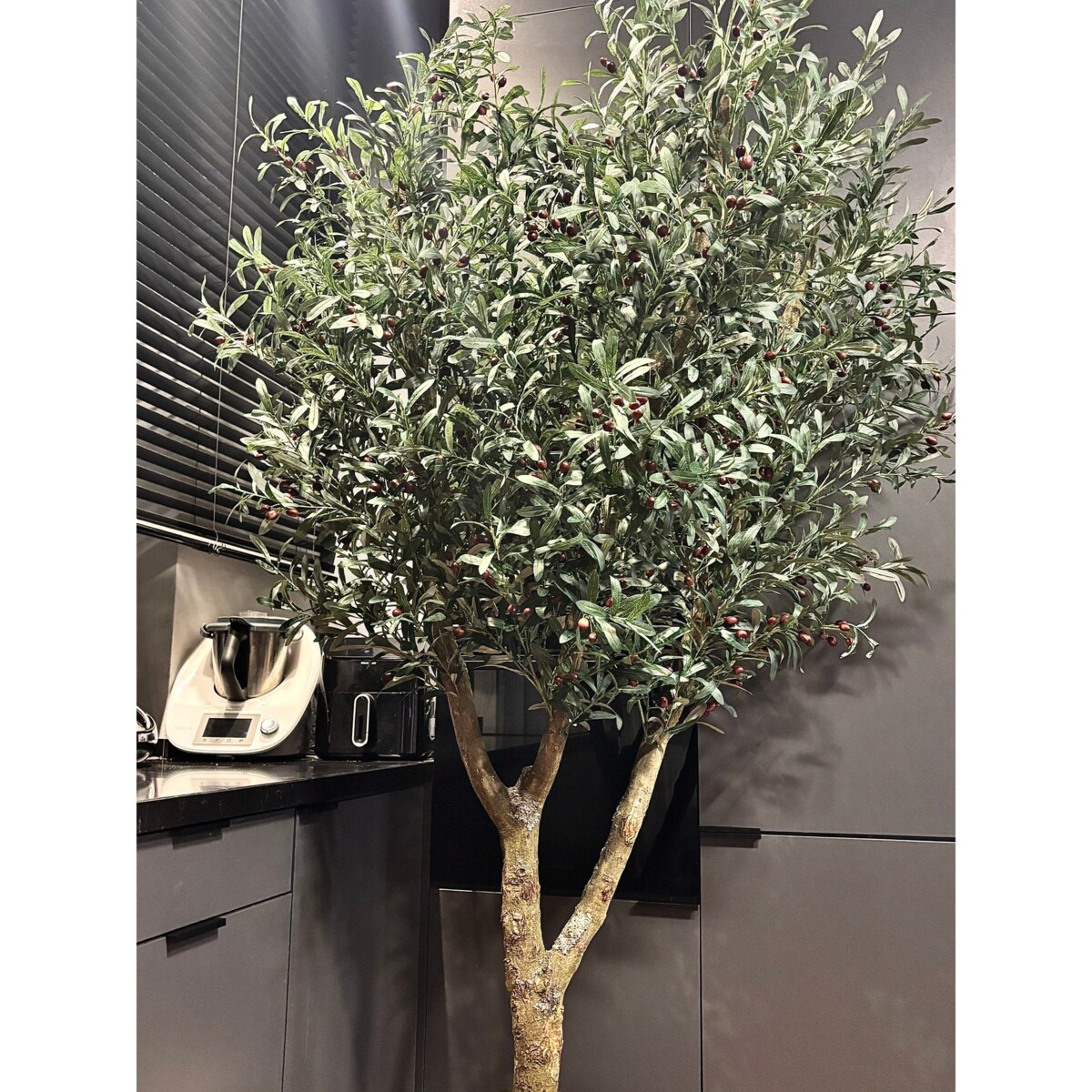 Drzewo oliwka na naturalnym pniu 240 cm - olbrzymia