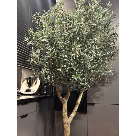 Drzewo oliwka na naturalnym pniu 240 cm - olbrzymia