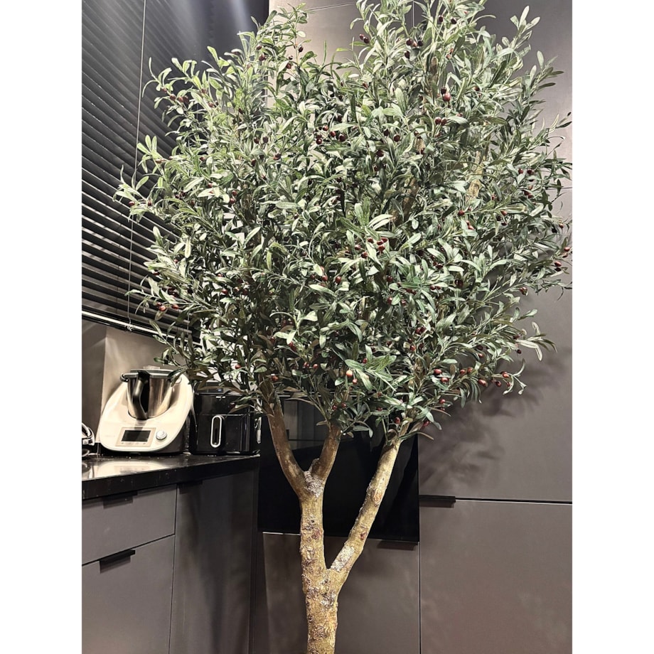 Drzewo oliwka na naturalnym pniu 240 cm - olbrzymia