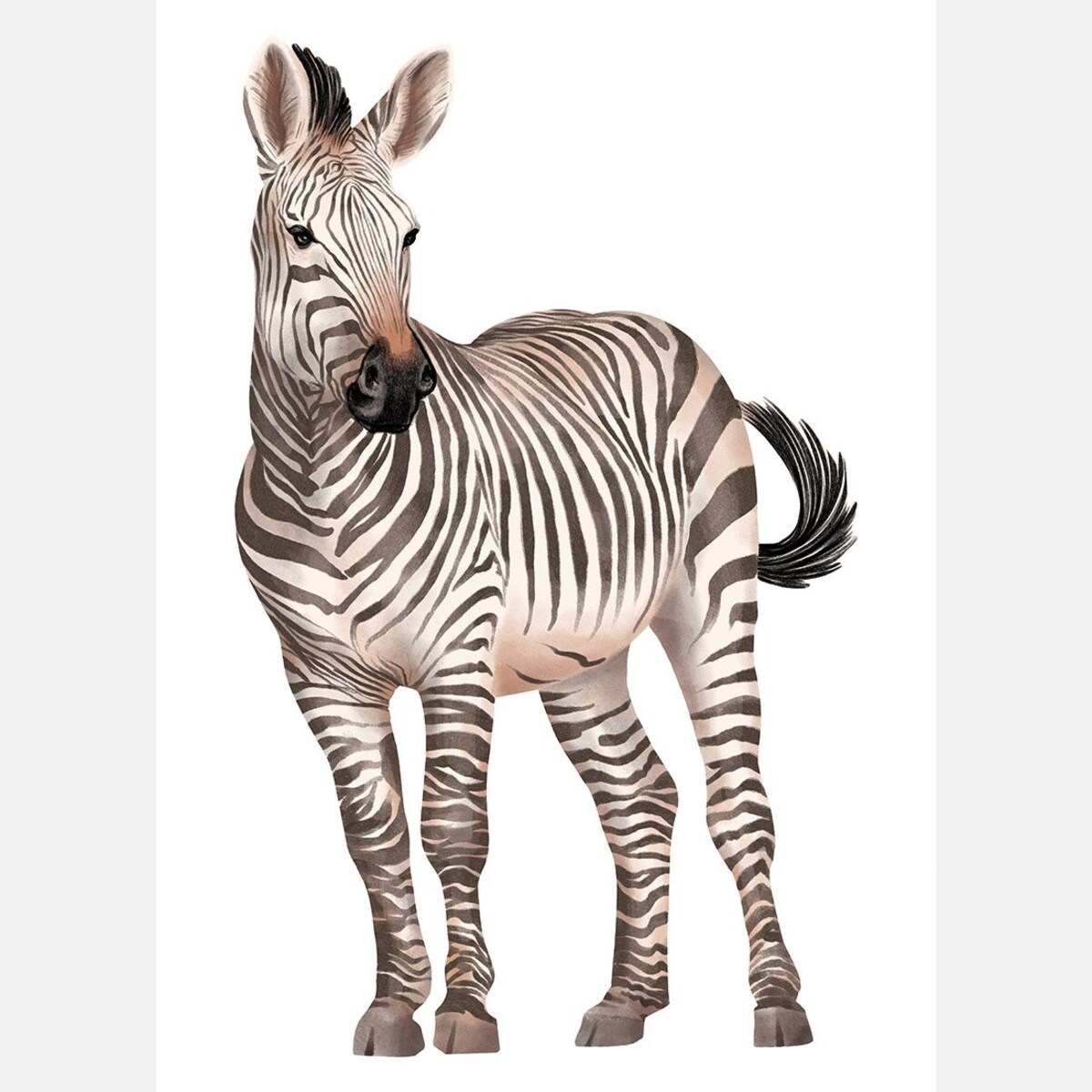 Plakat dla dzieci Zebra 40x50