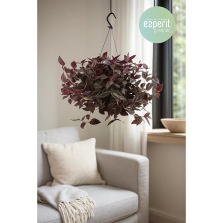 Tradescantia 'Jewel Red'–roślina wisząca – doniczka Ø 17 cm – wysokość 25 cm