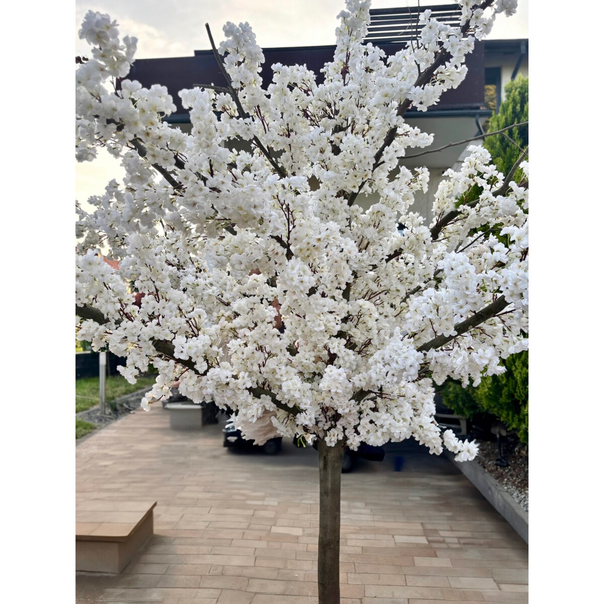 Drzewo  kwitnącej wiśni z białymi kwiatami 260 cm - duże i wysokie