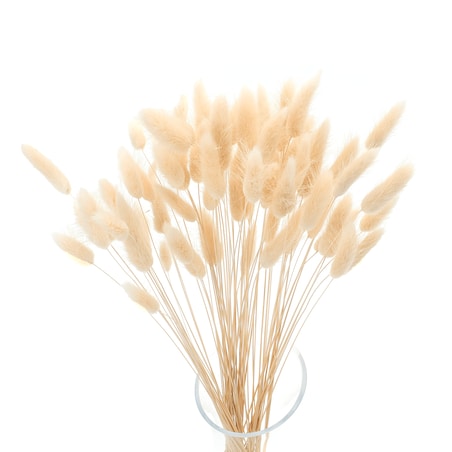 Lagurus kremowy - dmuszek jajowaty - 70 szt.