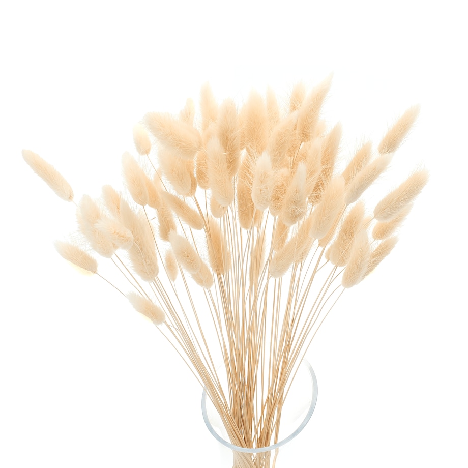 Lagurus kremowy - dmuszek jajowaty - 70 szt.