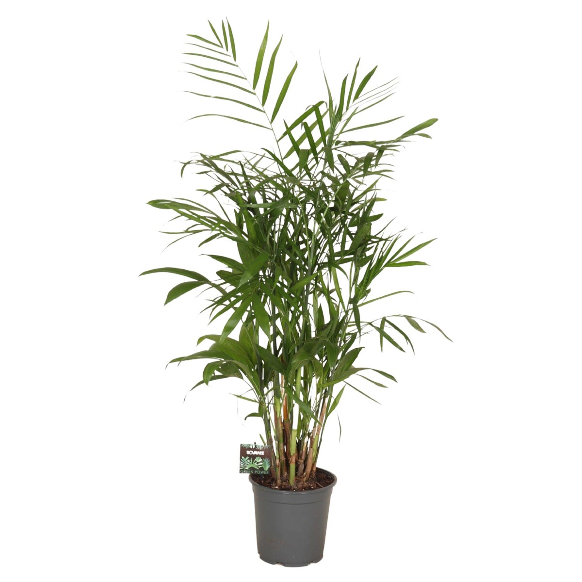 Chamadoria XXL | Doniczka Ø 21 cm | Wysokość ok. 100 cm