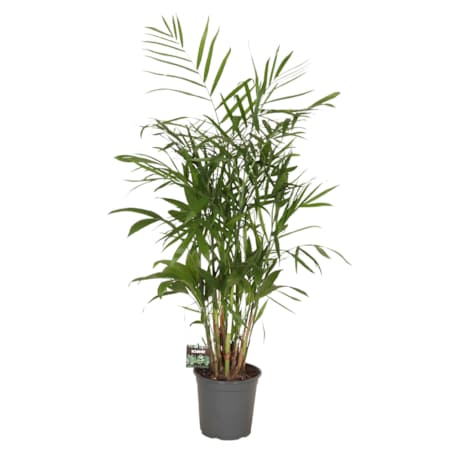 Chamadoria XXL | Doniczka Ø 21 cm | Wysokość ok. 100 cm