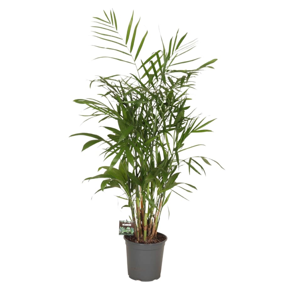 Chamadoria XXL | Doniczka Ø 21 cm | Wysokość ok. 100 cm