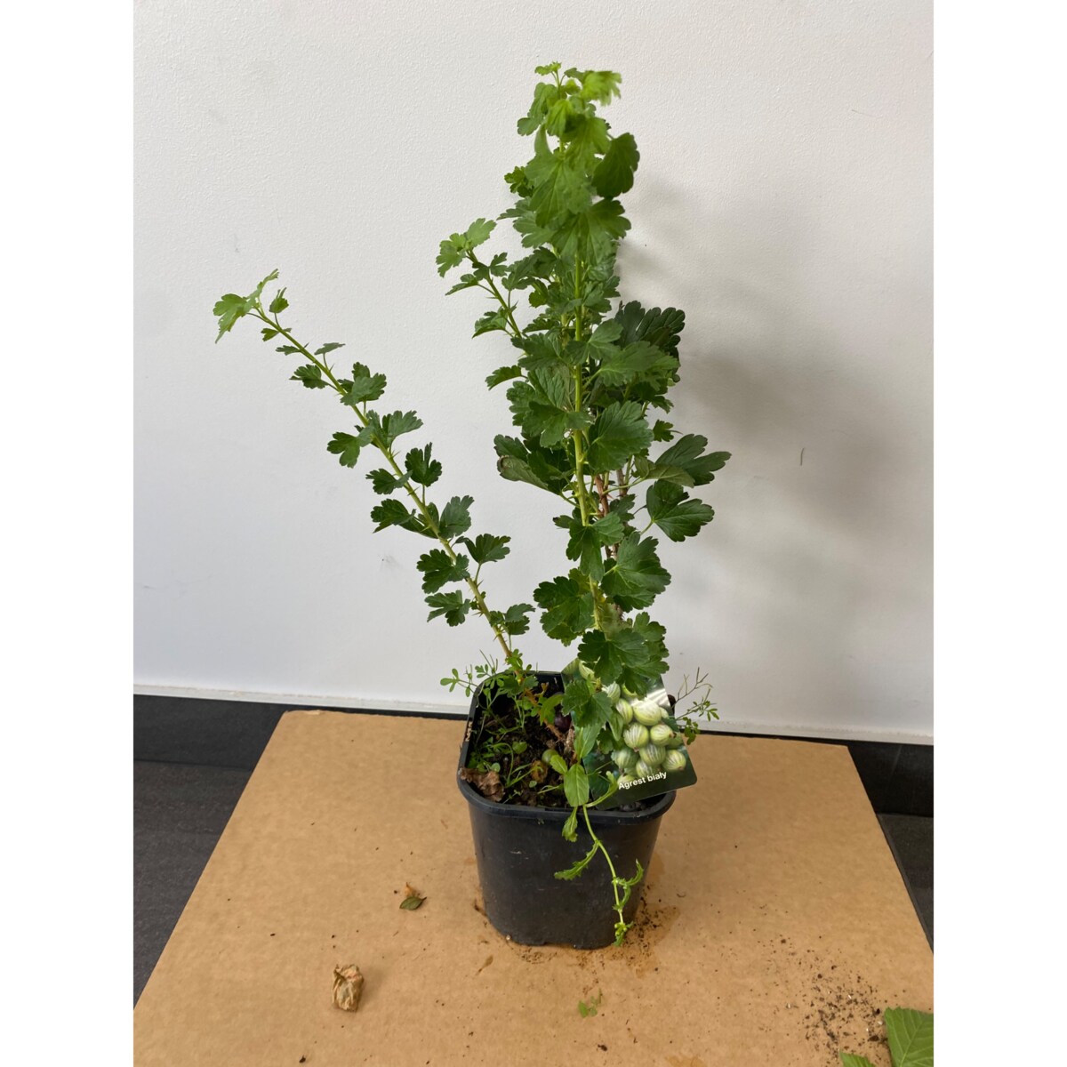 Agrest żółty (Ribes uva-crispa ‘Hinnonmäki Yellow’) – Doniczka Ø 19 cm – Wysokość ok. 50 cm