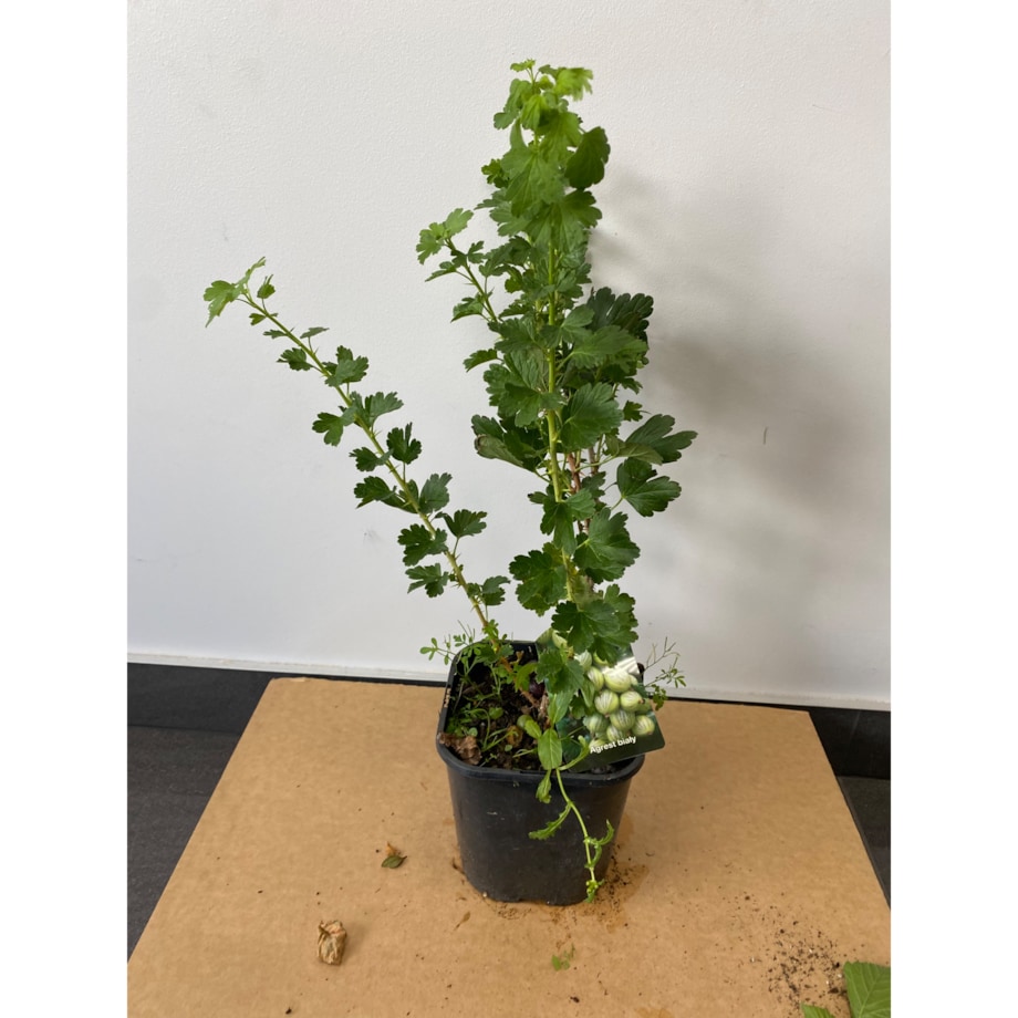 Agrest żółty (Ribes uva-crispa ‘Hinnonmäki Yellow’) – Doniczka Ø 19 cm – Wysokość ok. 50 cm