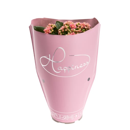 Kalanchoe blossfeldiana Happiness kolor różowy Ø 12cm wysokość 24cm