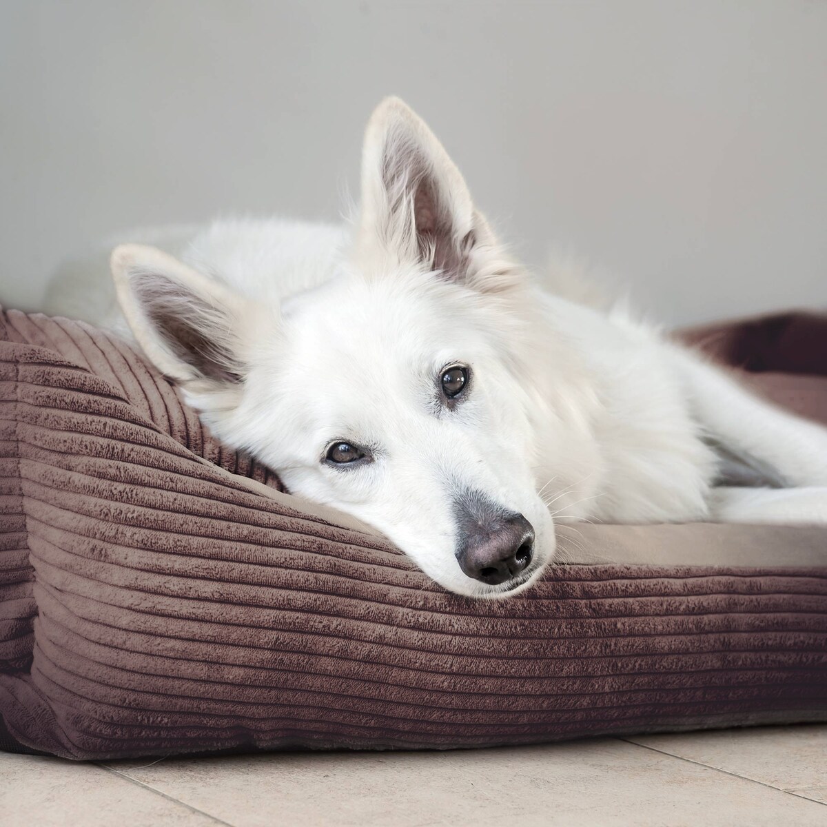 Sztruksowe legowisko dla psa MOLLY, 120x100 cm, Ciemny Brąz