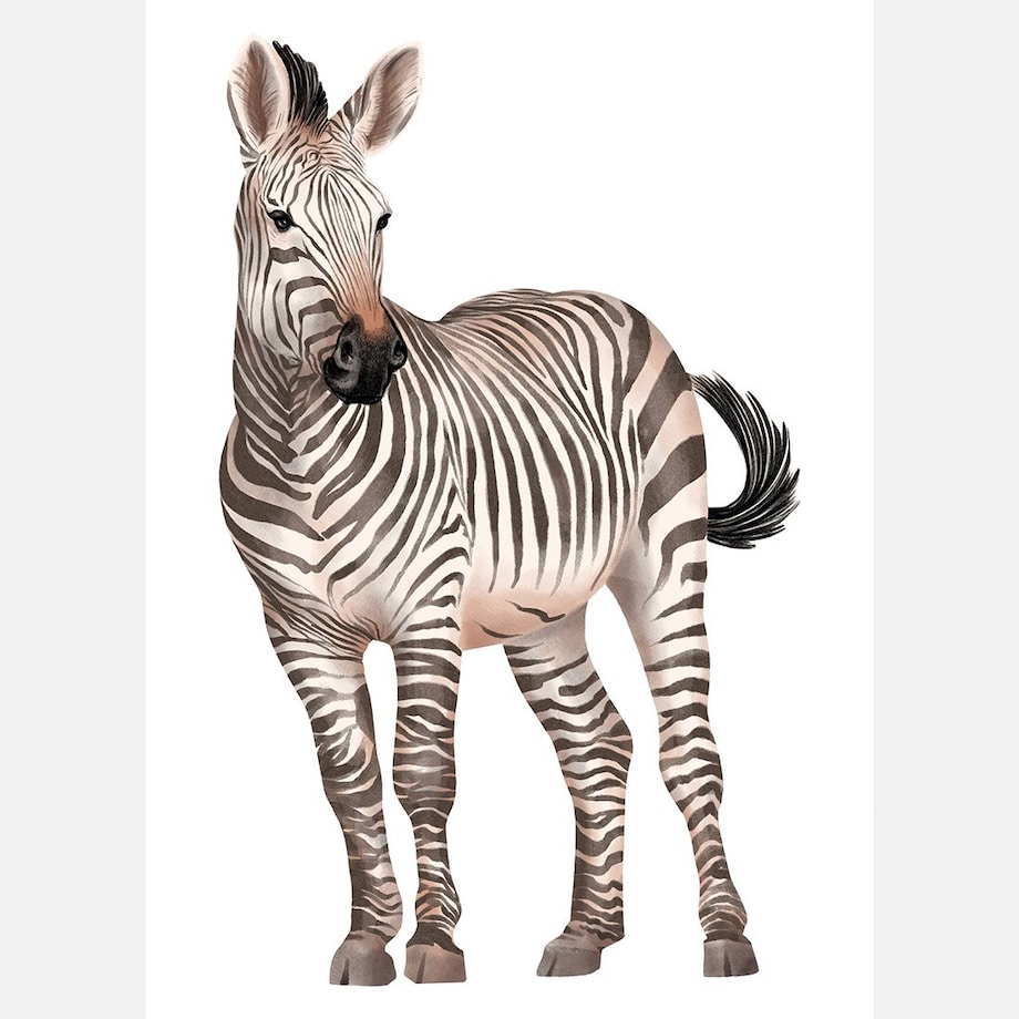 Plakat dla dzieci Zebra 50x70