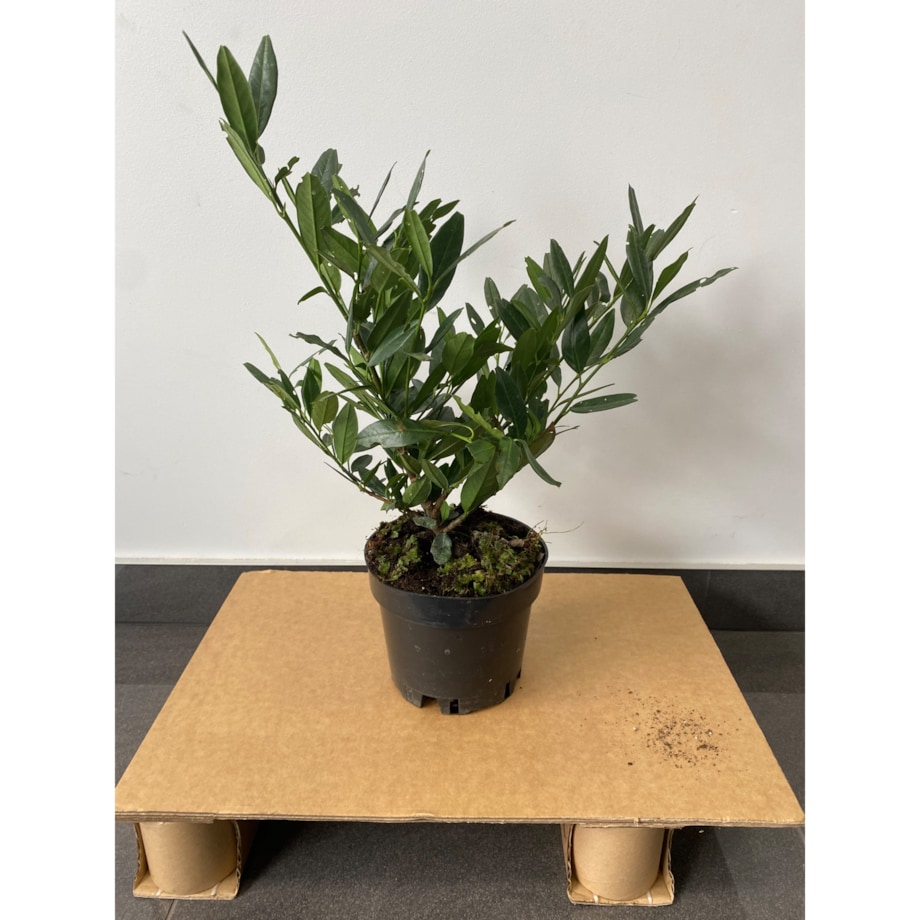 Laurowiśnia – Prunus Otto Luycken Doniczka Ø 19 cm – Wysokość ok. 50 cm