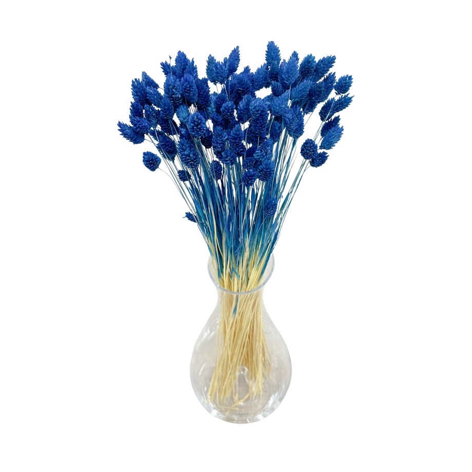 Phalaris Suszony Granatowy