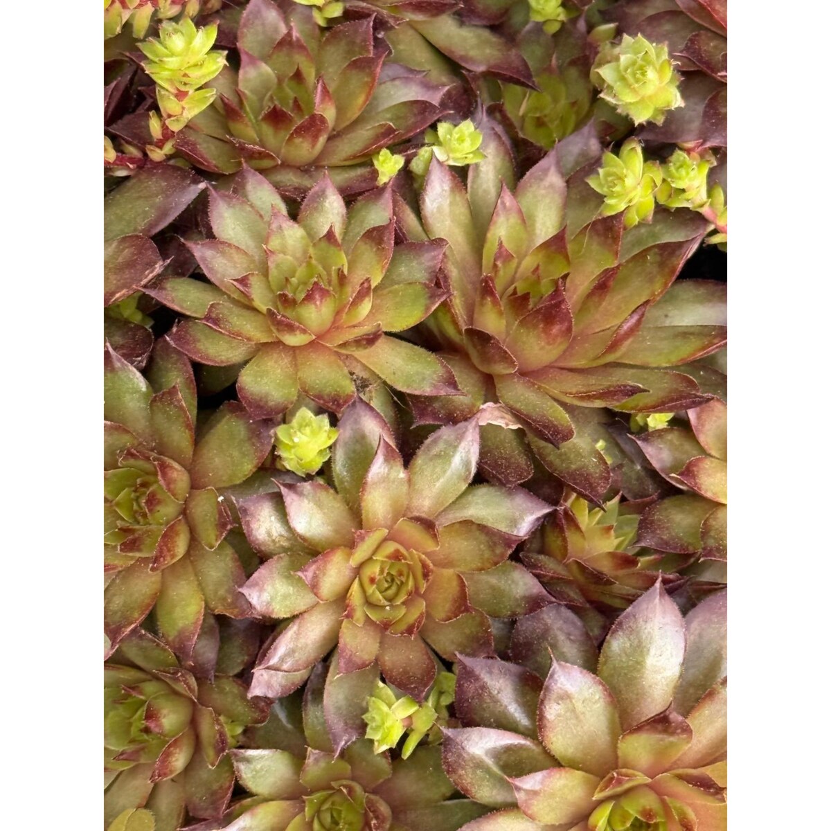ROJNIK|Sempervivum doniczka 17cm wysokość 25cm