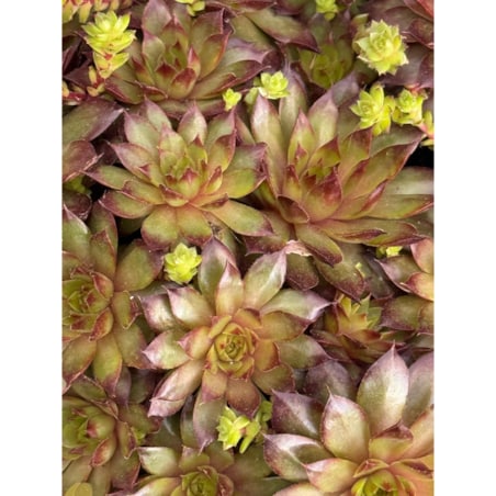 ROJNIK|Sempervivum doniczka 17cm wysokość 25cm