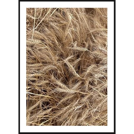 Poster Story, Plakat, Obraz - Kłosy Pszenicy, wymiary 30 x 42 cm