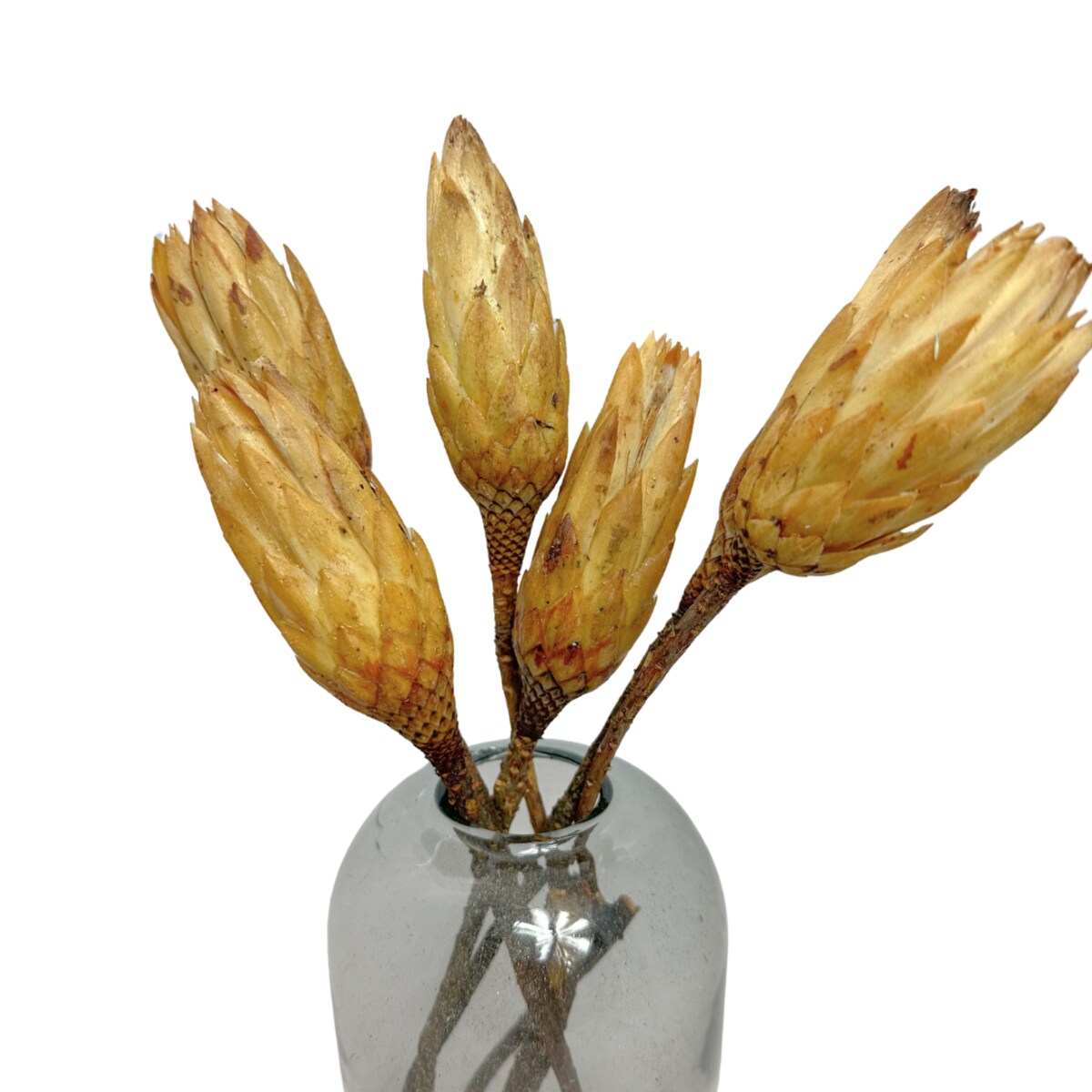 Suszona protea kremowa