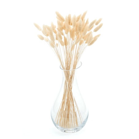 Lagurus kremowy - dmuszek jajowaty - 70 szt.