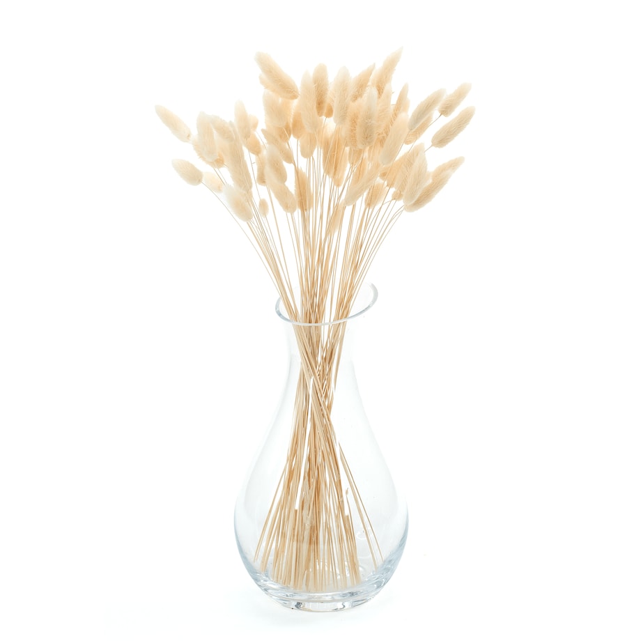 Lagurus kremowy - dmuszek jajowaty - 70 szt.