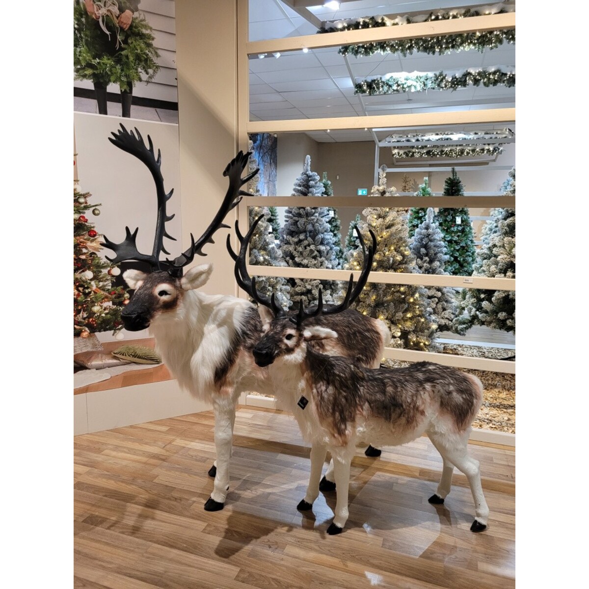 Figurka MAXI Renifer jak żywy 180 cm