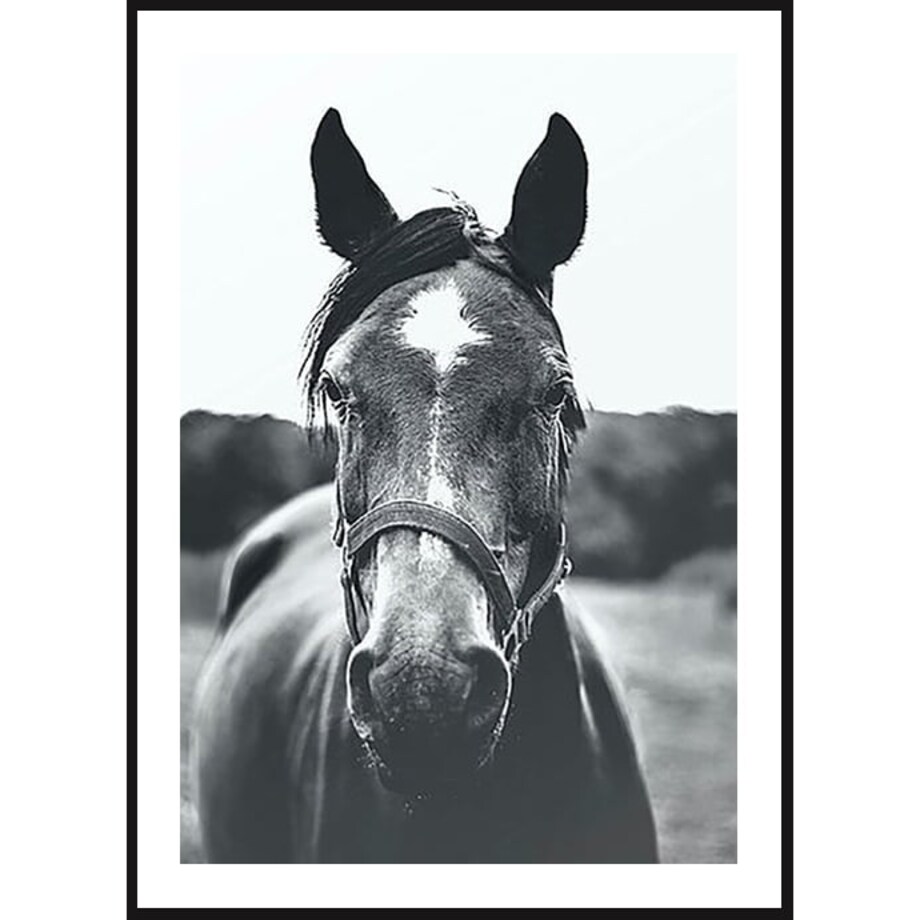 Poster Story, Plakat, Obraz - Czarno-biały Portret Konia, wymiary 70 x 100 cm
