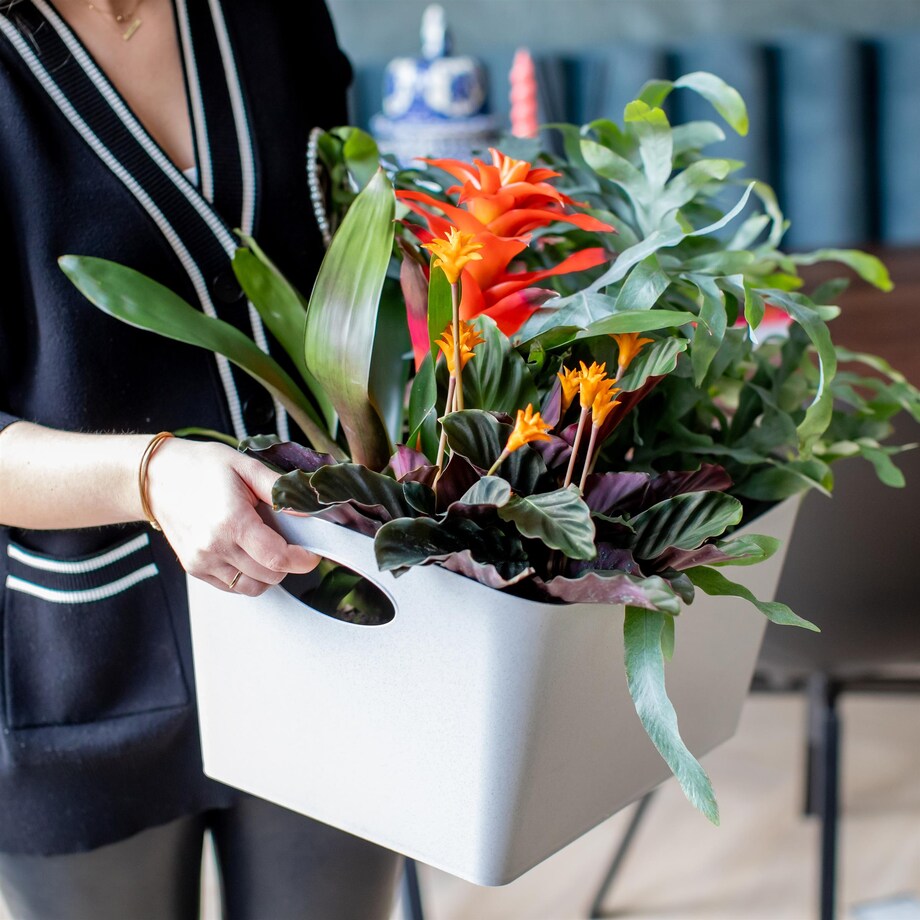 Miska łazienkowa BOXXX, pojemnik, rozmiar L, KOZIOL