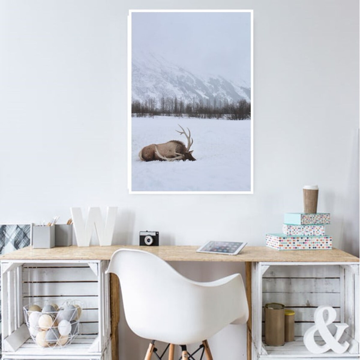 Poster Story, Plakat, Obraz - Renifer Leżący w Śniegu, wymiary 60 x 84 cm