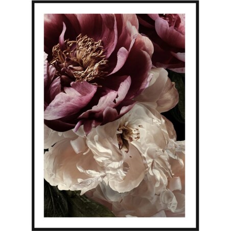 Poster Story, Plakat, Obraz - Rubinowa i Biała Piwonia No2, wymiary 42 x 60 cm