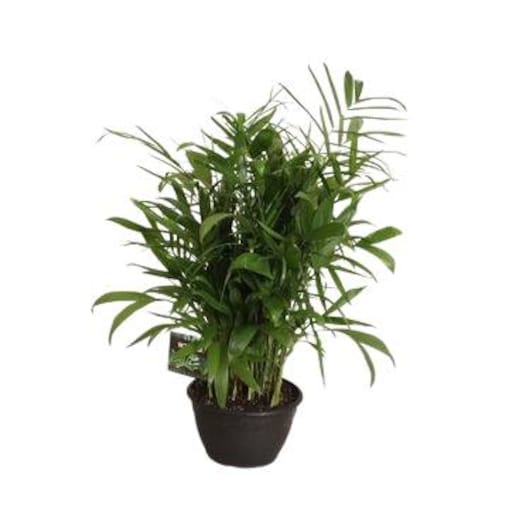 Chamaedorea seifrizii–Palma XXL | Doniczka Ø 30 cm | Wysokość ok. 100 cm